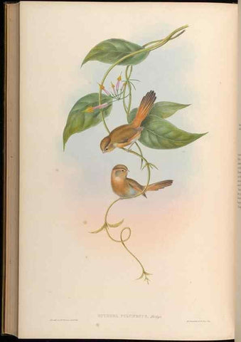 Reproducción/Reproduction 48629839538: Birds of Asia / by John Gould.. London :Printed by Taylor and Francis, pub. by the author,1850-1883.. 