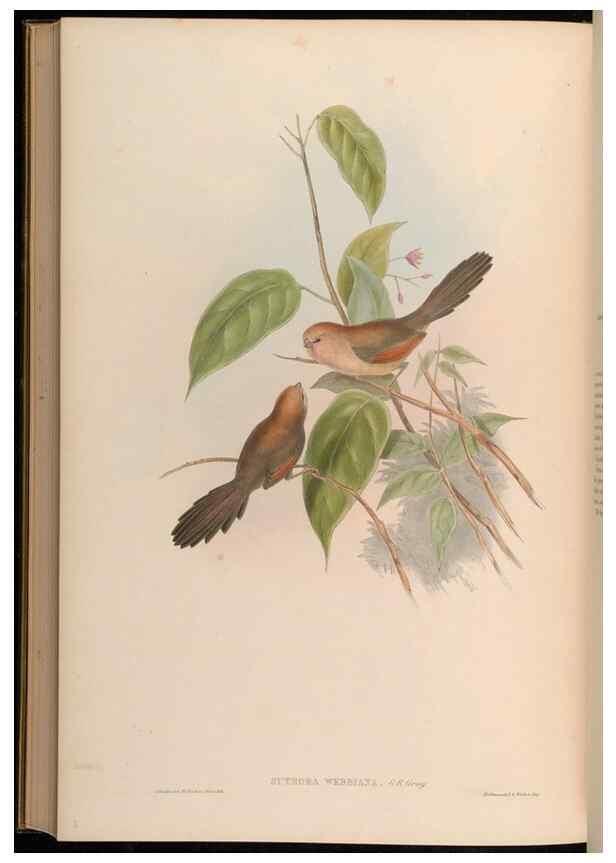 Reproducción/Reproduction 48630193856: Birds of Asia / by John Gould.. London :Printed by Taylor and Francis, pub. by the author,1850-1883.. 
