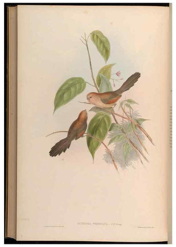 Reproducción/Reproduction 48630193856: Birds of Asia / by John Gould.. London :Printed by Taylor and Francis, pub. by the author,1850-1883.. 