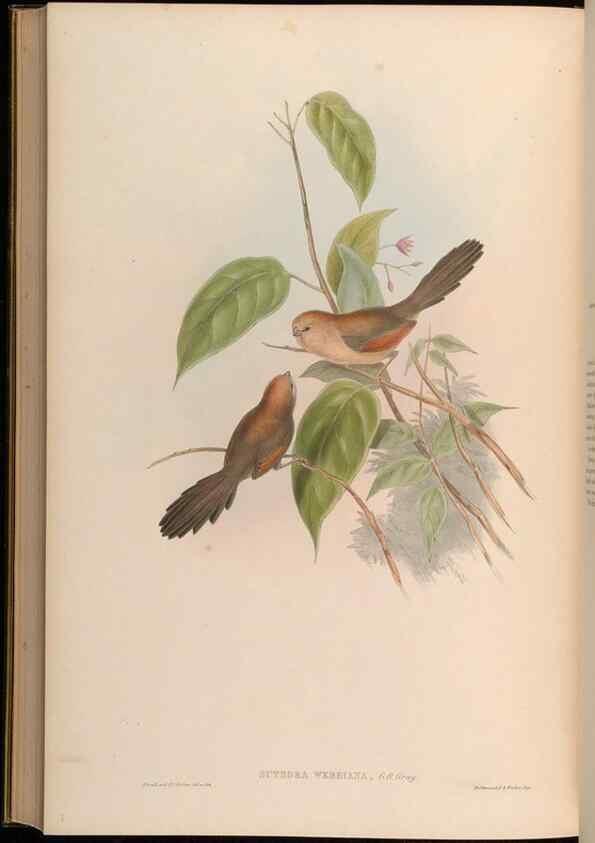 Reproducción/Reproduction 48630193856: Birds of Asia / by John Gould.. London :Printed by Taylor and Francis, pub. by the author,1850-1883.. 