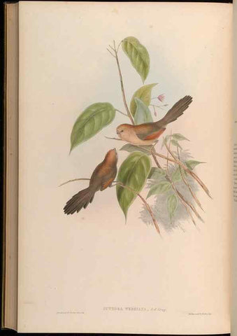Reproducción/Reproduction 48630193856: Birds of Asia / by John Gould.. London :Printed by Taylor and Francis, pub. by the author,1850-1883.. 