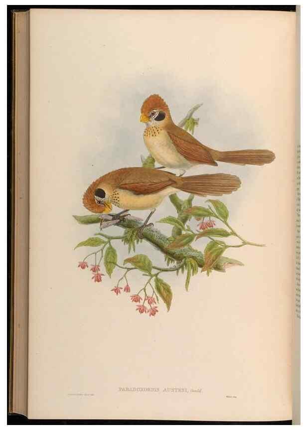 Reproducción/Reproduction 48630347457: Birds of Asia / by John Gould.. London :Printed by Taylor and Francis, pub. by the author,1850-1883.. 