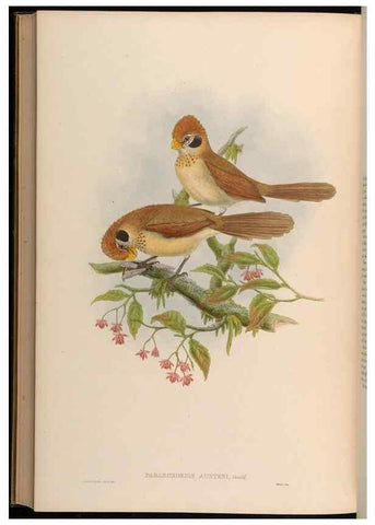 Reproducción/Reproduction 48630347457: Birds of Asia / by John Gould.. London :Printed by Taylor and Francis, pub. by the author,1850-1883.. 