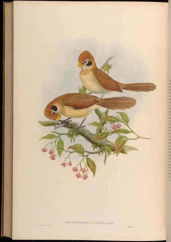 Reproducción/Reproduction 48630347457: Birds of Asia / by John Gould.. London :Printed by Taylor and Francis, pub. by the author,1850-1883.. 
