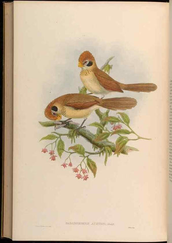 Reproducción/Reproduction 48630347457: Birds of Asia / by John Gould.. London :Printed by Taylor and Francis, pub. by the author,1850-1883.. 