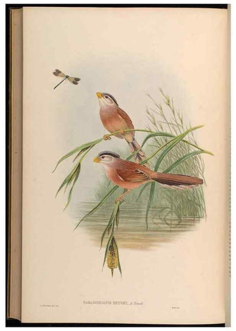 Reproducción/Reproduction 48629840818: Birds of Asia / by John Gould.. London :Printed by Taylor and Francis, pub. by the author,1850-1883.. 