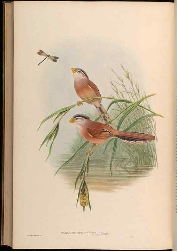 Reproducción/Reproduction 48629840818: Birds of Asia / by John Gould.. London :Printed by Taylor and Francis, pub. by the author,1850-1883.. 