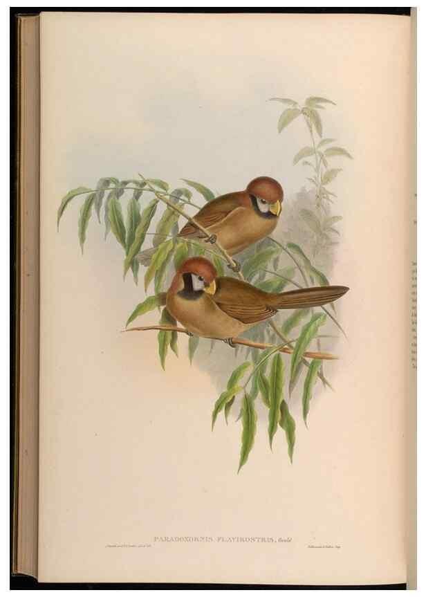 Reproducción/Reproduction 48630348327: Birds of Asia / by John Gould.. London :Printed by Taylor and Francis, pub. by the author,1850-1883.. 