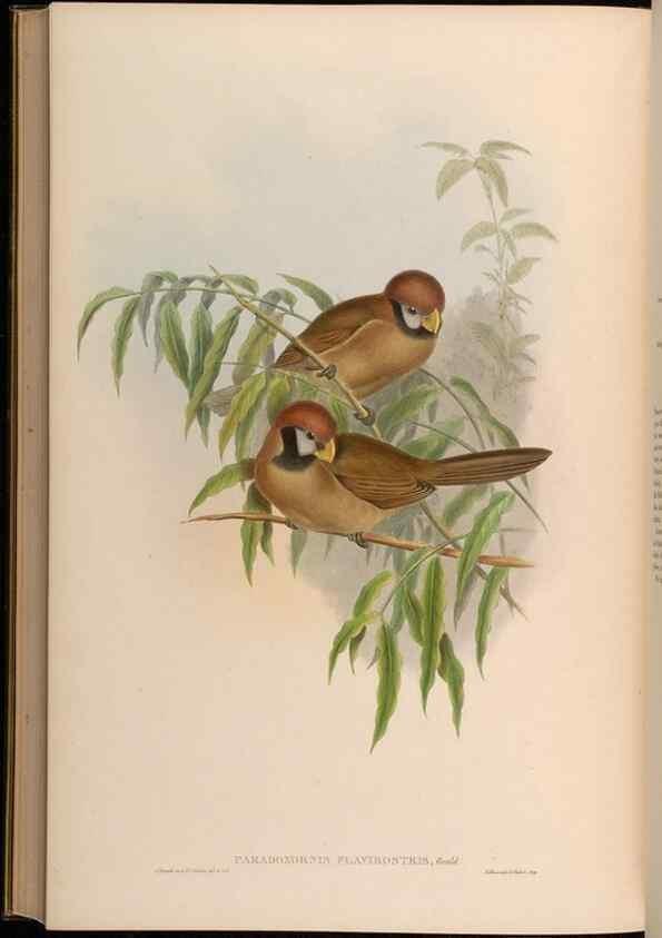 Reproducción/Reproduction 48630348327: Birds of Asia / by John Gould.. London :Printed by Taylor and Francis, pub. by the author,1850-1883.. 