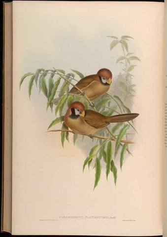 Reproducción/Reproduction 48630348327: Birds of Asia / by John Gould.. London :Printed by Taylor and Francis, pub. by the author,1850-1883.. 