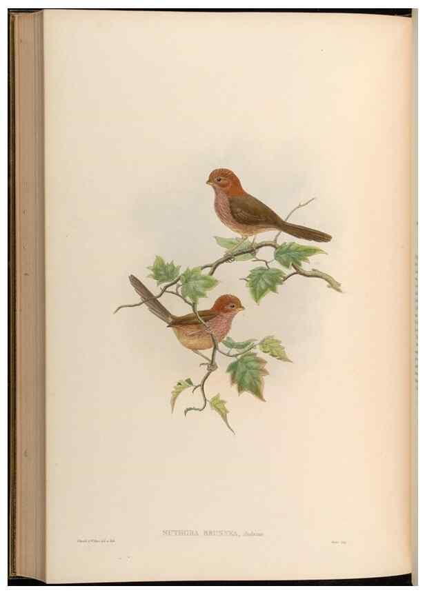 Reproducción/Reproduction 48629838293: Birds of Asia / by John Gould.. London :Printed by Taylor and Francis, pub. by the author,1850-1883.. 