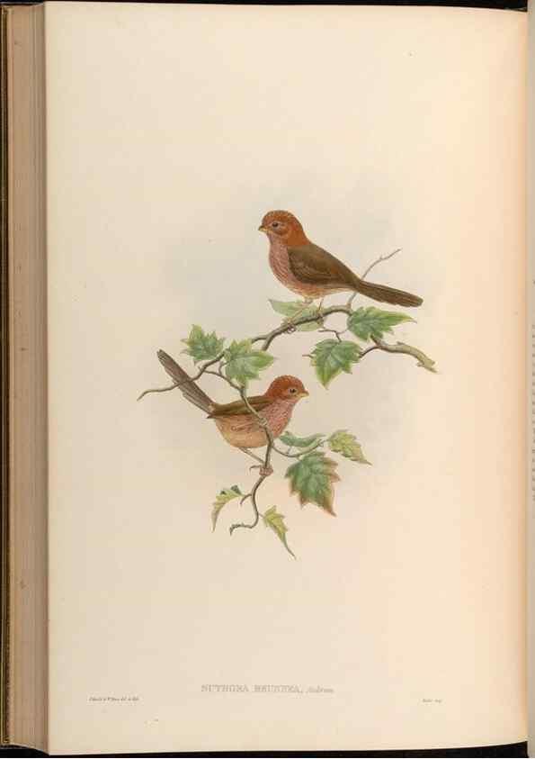 Reproducción/Reproduction 48629838293: Birds of Asia / by John Gould.. London :Printed by Taylor and Francis, pub. by the author,1850-1883.. 