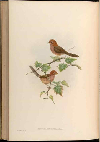 Reproducción/Reproduction 48629838293: Birds of Asia / by John Gould.. London :Printed by Taylor and Francis, pub. by the author,1850-1883.. 