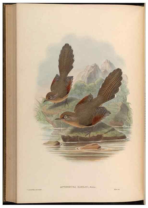 Reproducción/Reproduction 48629833908: Birds of Asia / by John Gould.. London :Printed by Taylor and Francis, pub. by the author,1850-1883.. 