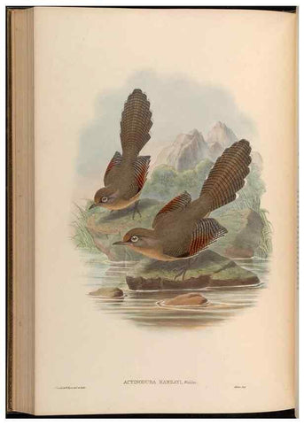 Reproducción/Reproduction 48629833908: Birds of Asia / by John Gould.. London :Printed by Taylor and Francis, pub. by the author,1850-1883.. 