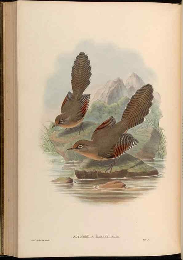 Reproducción/Reproduction 48629833908: Birds of Asia / by John Gould.. London :Printed by Taylor and Francis, pub. by the author,1850-1883.. 