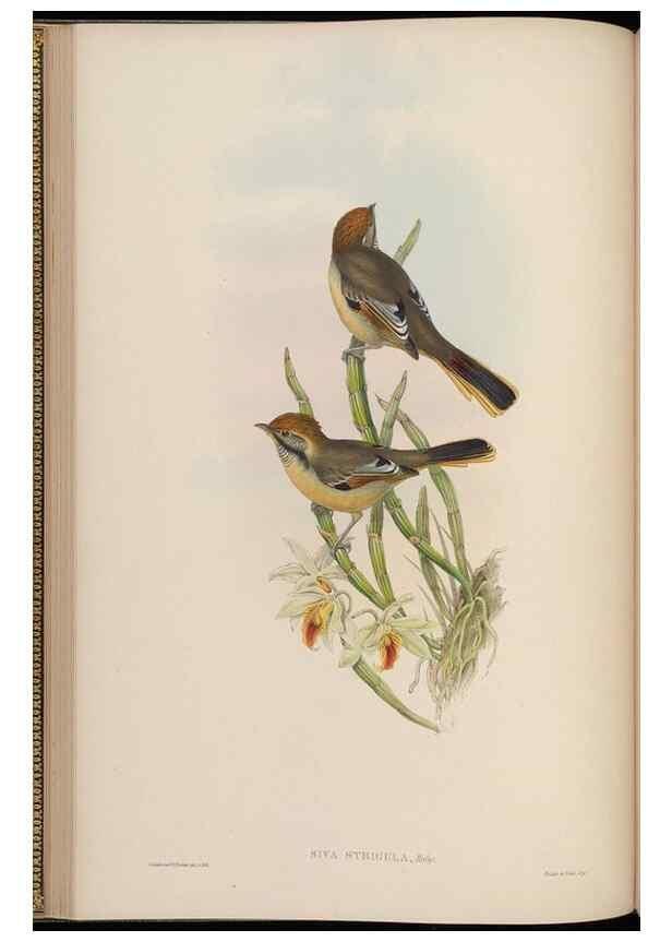 Reproducción/Reproduction 48630424232: Birds of Asia / by John Gould.. London :Printed by Taylor and Francis, pub. by the author,1850-1883.. 