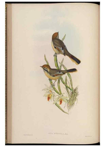 Reproducción/Reproduction 48630424232: Birds of Asia / by John Gould.. London :Printed by Taylor and Francis, pub. by the author,1850-1883.. 