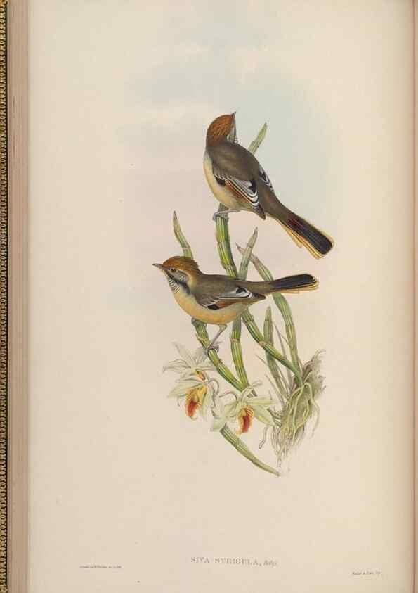 Reproducción/Reproduction 48630424232: Birds of Asia / by John Gould.. London :Printed by Taylor and Francis, pub. by the author,1850-1883.. 