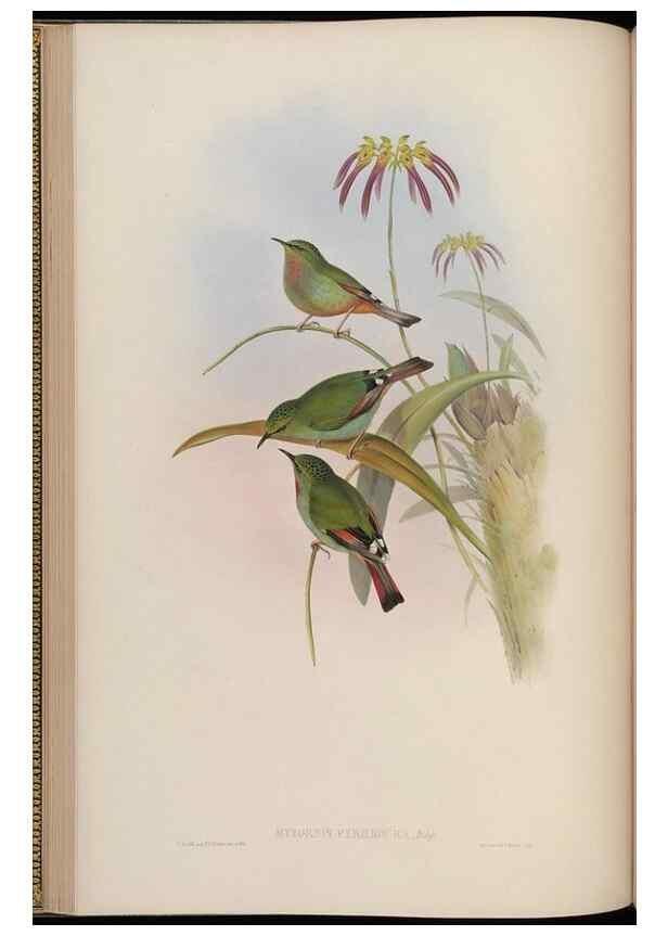 Reproducción/Reproduction 48629918958: Birds of Asia / by John Gould.. London :Printed by Taylor and Francis, pub. by the author,1850-1883.. 