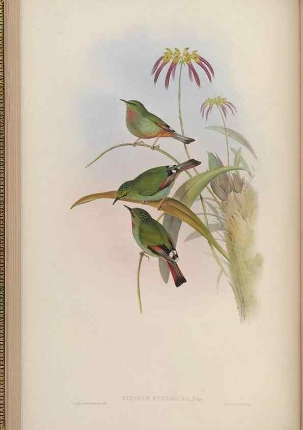 Reproducción/Reproduction 48629918958: Birds of Asia / by John Gould.. London :Printed by Taylor and Francis, pub. by the author,1850-1883.. 