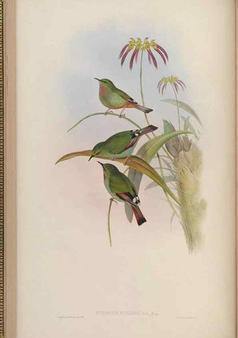 Reproducción/Reproduction 48629918958: Birds of Asia / by John Gould.. London :Printed by Taylor and Francis, pub. by the author,1850-1883.. 