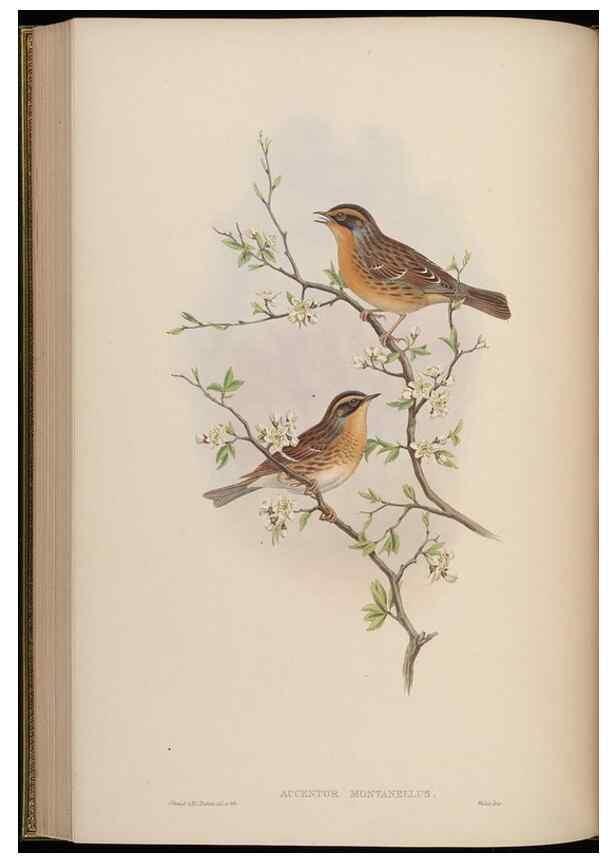 Reproducción/Reproduction 48630280231: Birds of Asia / by John Gould.. London :Printed by Taylor and Francis, pub. by the author,1850-1883.. 