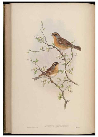 Reproducción/Reproduction 48630280231: Birds of Asia / by John Gould.. London :Printed by Taylor and Francis, pub. by the author,1850-1883.. 