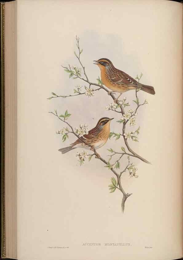 Reproducción/Reproduction 48630280231: Birds of Asia / by John Gould.. London :Printed by Taylor and Francis, pub. by the author,1850-1883.. 