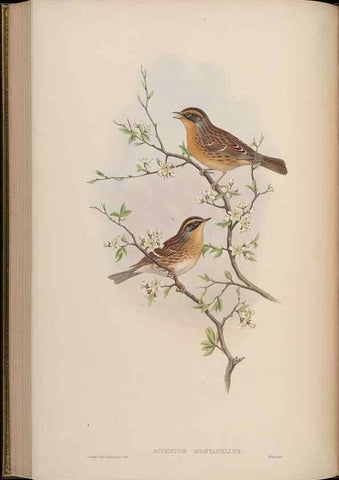 Reproducción/Reproduction 48630280231: Birds of Asia / by John Gould.. London :Printed by Taylor and Francis, pub. by the author,1850-1883.. 
