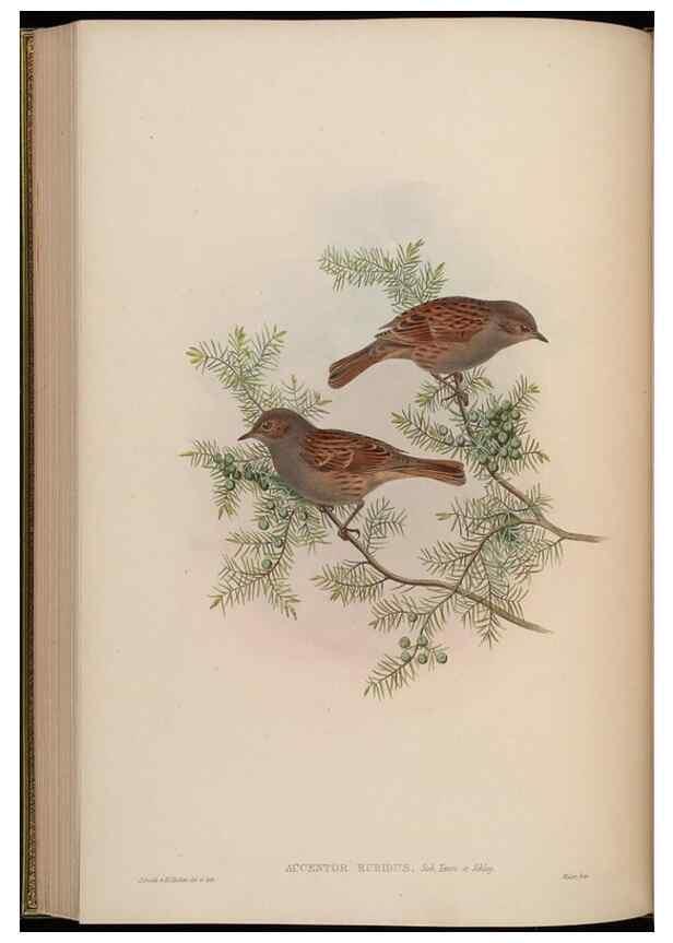 Reproducción/Reproduction 48629926843: Birds of Asia / by John Gould.. London :Printed by Taylor and Francis, pub. by the author,1850-1883.. 