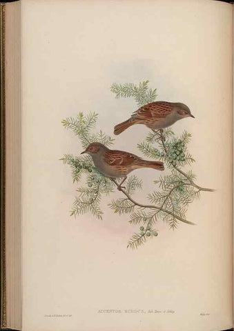 Reproducción/Reproduction 48629926843: Birds of Asia / by John Gould.. London :Printed by Taylor and Francis, pub. by the author,1850-1883.. 