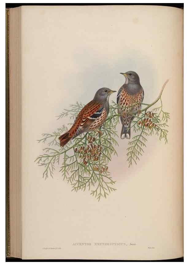 Reproducción/Reproduction 48630432997: Birds of Asia / by John Gould.. London :Printed by Taylor and Francis, pub. by the author,1850-1883.. 