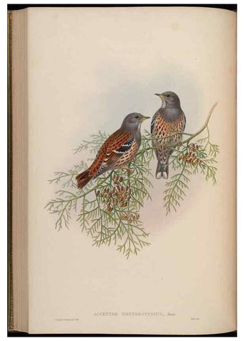 Reproducción/Reproduction 48630432997: Birds of Asia / by John Gould.. London :Printed by Taylor and Francis, pub. by the author,1850-1883.. 