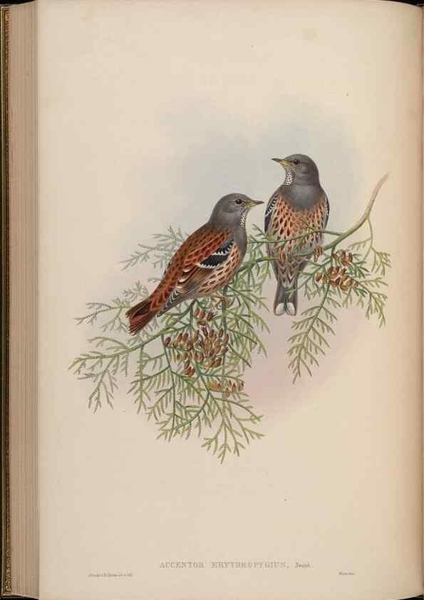 Reproducción/Reproduction 48630432997: Birds of Asia / by John Gould.. London :Printed by Taylor and Francis, pub. by the author,1850-1883.. 