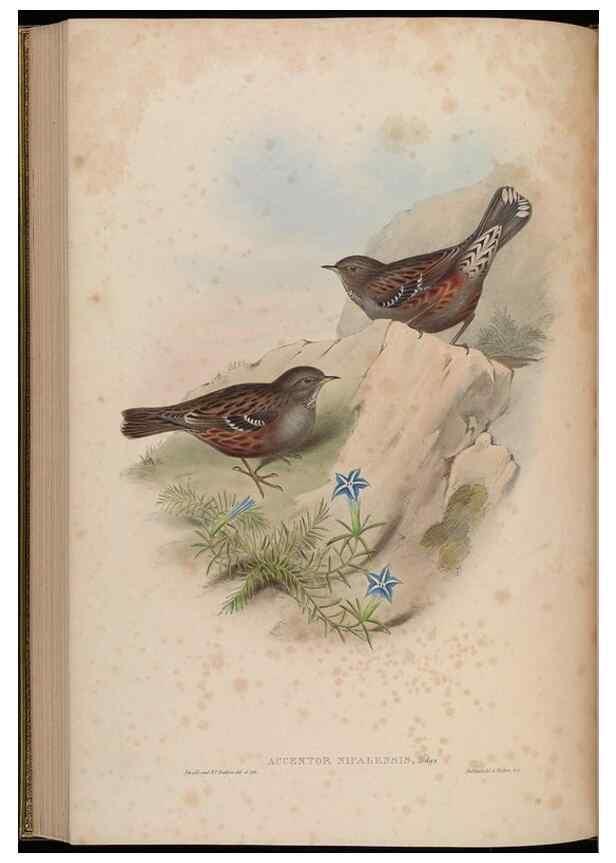 Reproducción/Reproduction 48629927443: Birds of Asia / by John Gould.. London :Printed by Taylor and Francis, pub. by the author,1850-1883.. 