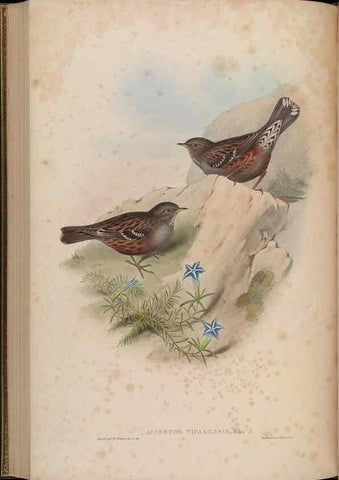 Reproducción/Reproduction 48629927443: Birds of Asia / by John Gould.. London :Printed by Taylor and Francis, pub. by the author,1850-1883.. 