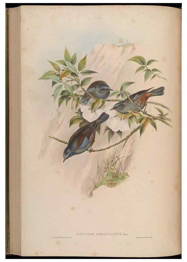Reproducción/Reproduction 48629927693: Birds of Asia / by John Gould.. London :Printed by Taylor and Francis, pub. by the author,1850-1883.. 