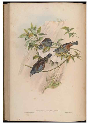 Reproducción/Reproduction 48629927693: Birds of Asia / by John Gould.. London :Printed by Taylor and Francis, pub. by the author,1850-1883.. 