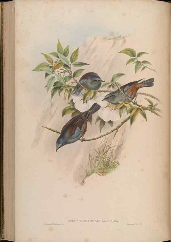 Reproducción/Reproduction 48629927693: Birds of Asia / by John Gould.. London :Printed by Taylor and Francis, pub. by the author,1850-1883.. 
