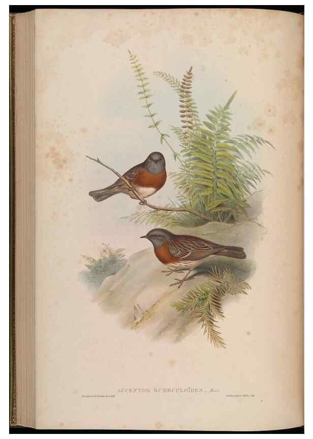 Reproducción/Reproduction 48630281626: Birds of Asia / by John Gould.. London :Printed by Taylor and Francis, pub. by the author,1850-1883.. 