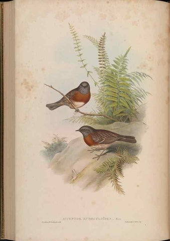 Reproducción/Reproduction 48630281626: Birds of Asia / by John Gould.. London :Printed by Taylor and Francis, pub. by the author,1850-1883.. 
