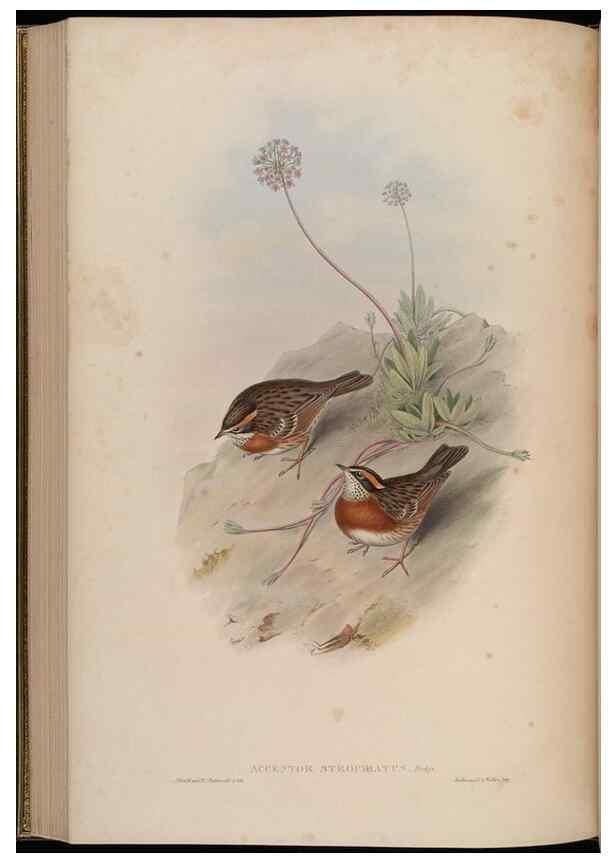 Reproducción/Reproduction 48630434097: Birds of Asia / by John Gould.. London :Printed by Taylor and Francis, pub. by the author,1850-1883.. 
