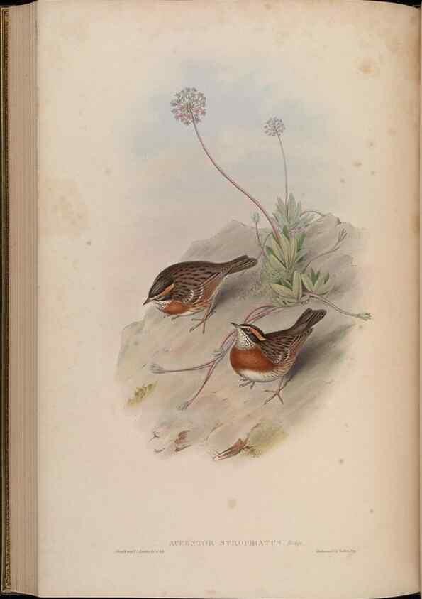 Reproducción/Reproduction 48630434097: Birds of Asia / by John Gould.. London :Printed by Taylor and Francis, pub. by the author,1850-1883.. 