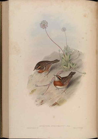 Reproducción/Reproduction 48630434097: Birds of Asia / by John Gould.. London :Printed by Taylor and Francis, pub. by the author,1850-1883.. 
