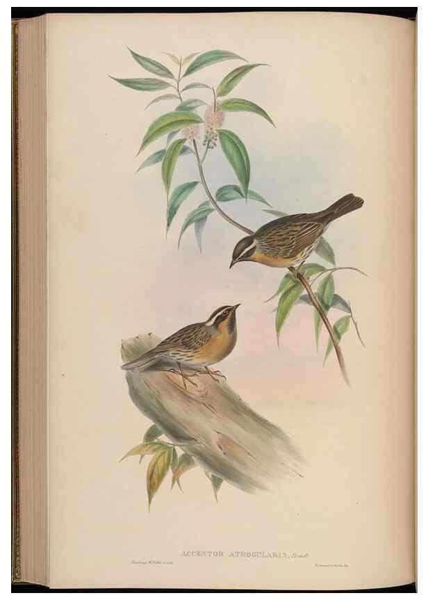 Reproducción/Reproduction 48630282176: Birds of Asia / by John Gould.. London :Printed by Taylor and Francis, pub. by the author,1850-1883.. 