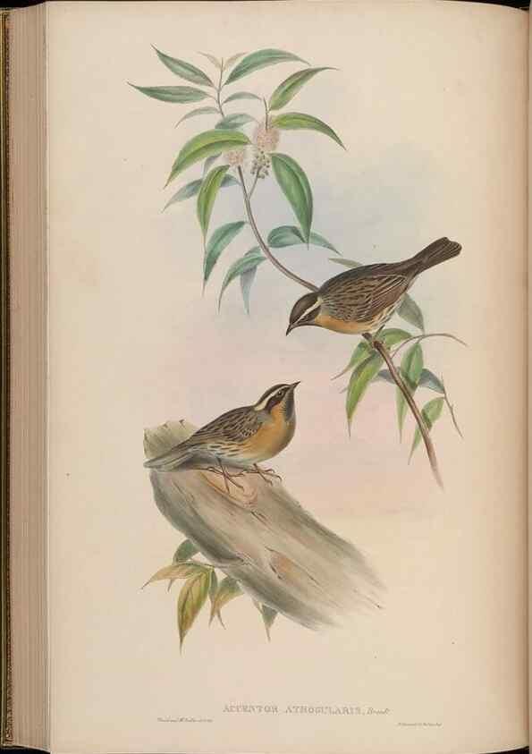 Reproducción/Reproduction 48630282176: Birds of Asia / by John Gould.. London :Printed by Taylor and Francis, pub. by the author,1850-1883.. 