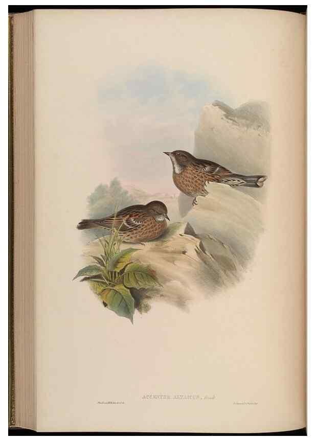 Reproducción/Reproduction 48630282556: Birds of Asia / by John Gould.. London :Printed by Taylor and Francis, pub. by the author,1850-1883.. 