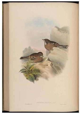 Reproducción/Reproduction 48630282556: Birds of Asia / by John Gould.. London :Printed by Taylor and Francis, pub. by the author,1850-1883.. 