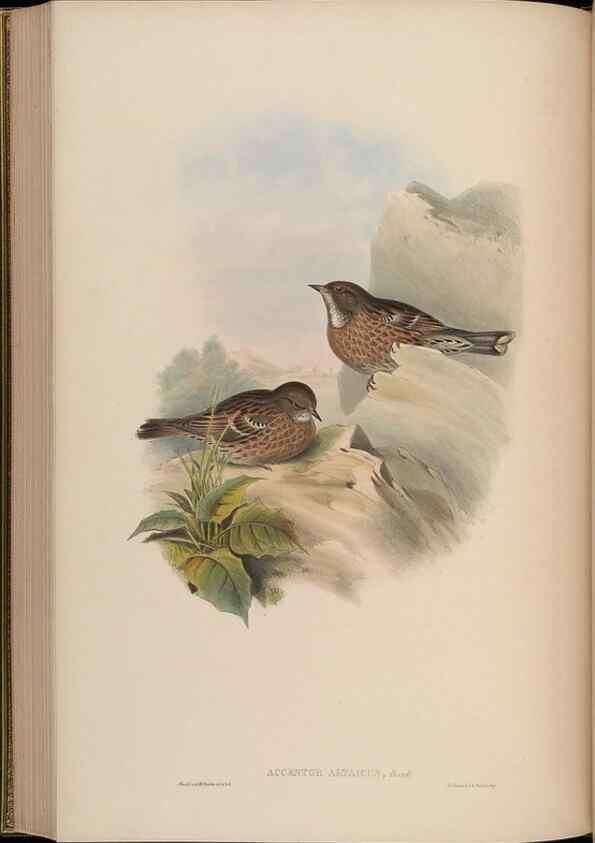 Reproducción/Reproduction 48630282556: Birds of Asia / by John Gould.. London :Printed by Taylor and Francis, pub. by the author,1850-1883.. 